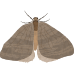 Little Alchemy https://www.gambledude.com/assets/moth.jpg icon