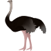 Little Alchemy https://www.gambledude.com/assets/ostrich.jpg icon