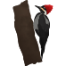 Little Alchemy https://www.gambledude.com/assets/woodpecker.jpg icon